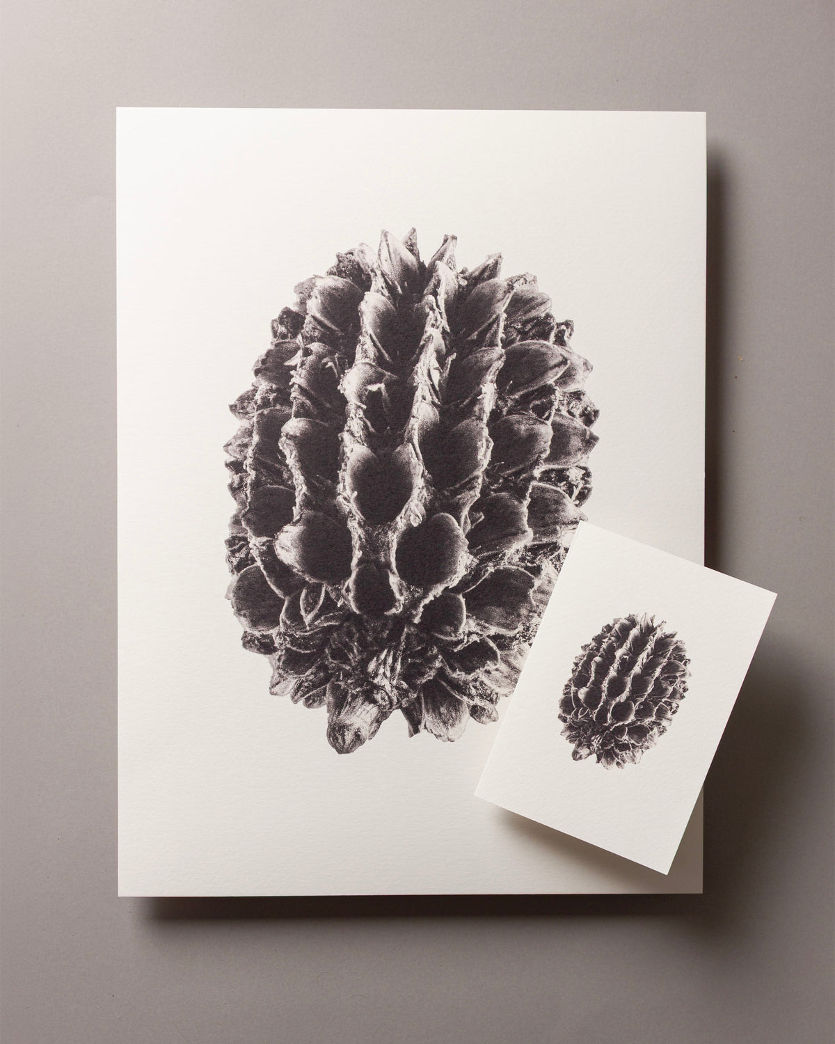 Casuarina – FOUND A6 Greeting Card