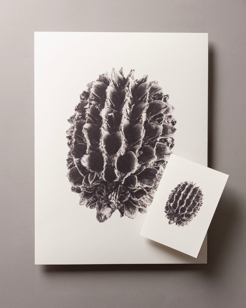 Casuarina – FOUND 30 x 40cm Art Print