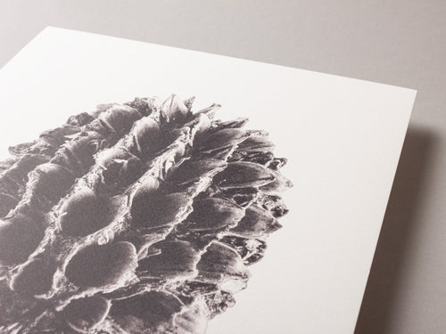 Casuarina – FOUND 30 x 40cm Art Print