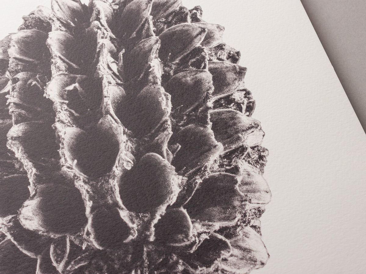 Casuarina – FOUND 30 x 40cm Art Print