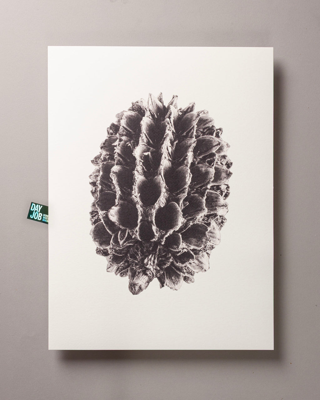 Casuarina – FOUND 30 x 40cm Art Print