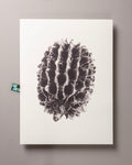 Casuarina – FOUND 30 x 40cm Art Print