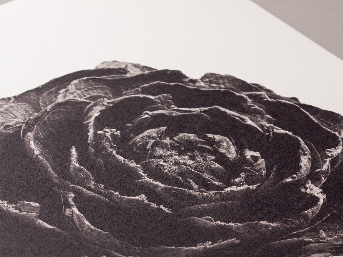 Cedar Rose – FOUND 30 x 40cm Art Print
