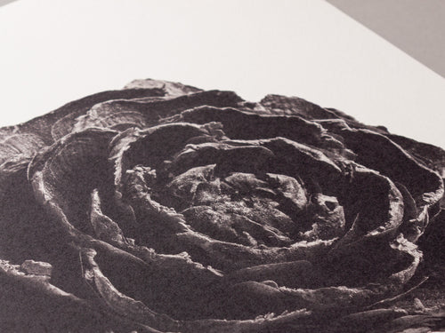 Cedar Rose – FOUND 30 x 40cm Art Print
