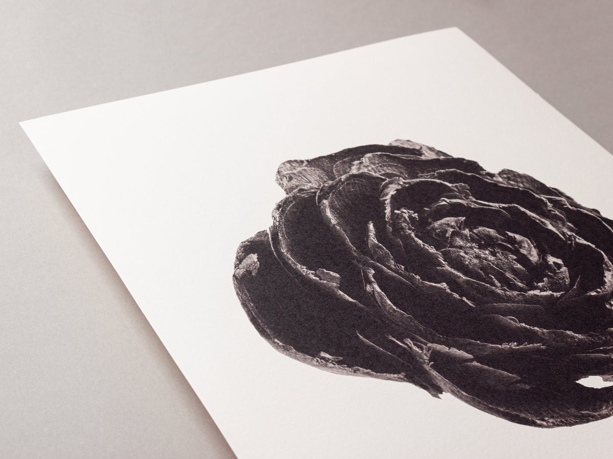 Cedar Rose – FOUND 30 x 40cm Art Print
