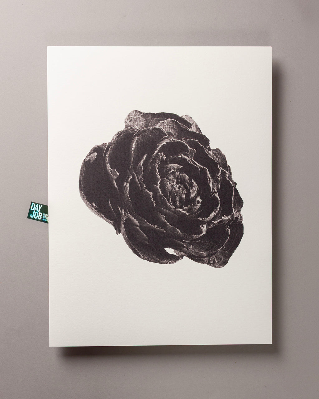 Cedar Rose – FOUND 30 x 40cm Art Print