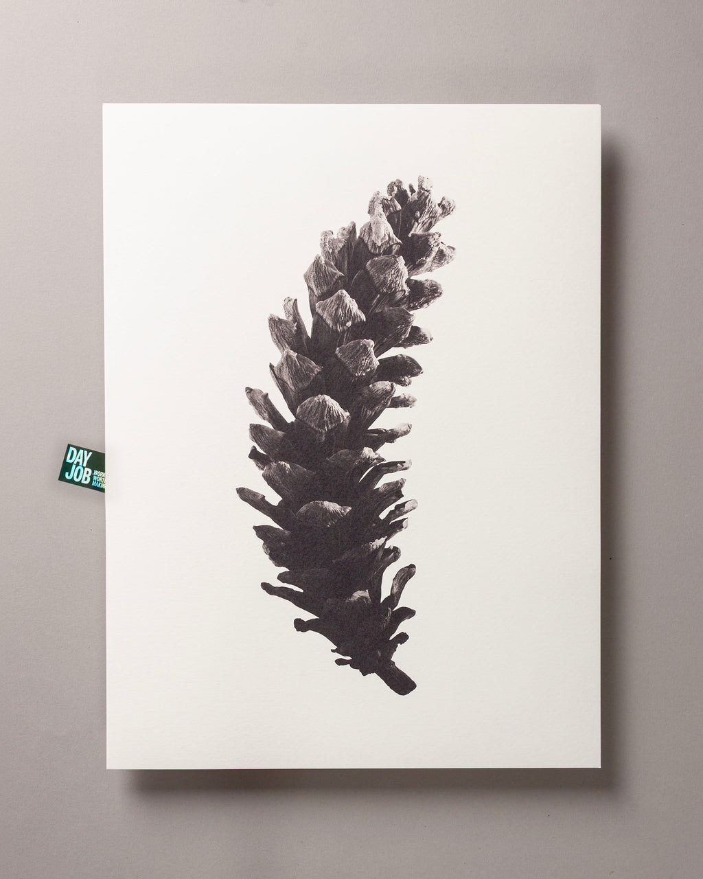 Long pine cone – FOUND 30 x 40cm Art Print
