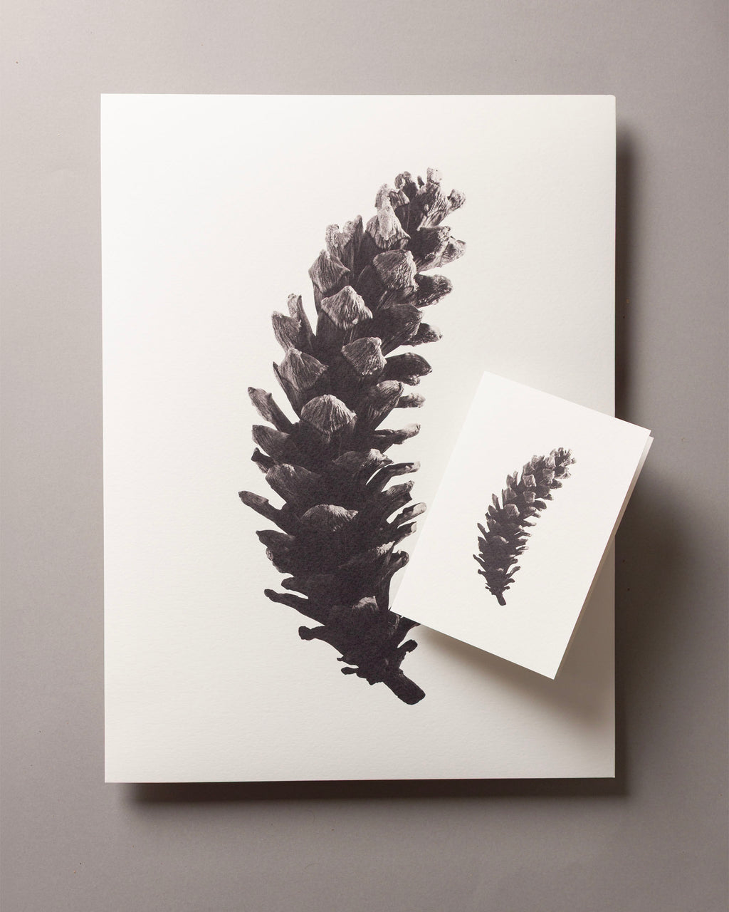 Long pine cone – FOUND A6 Greeting Card