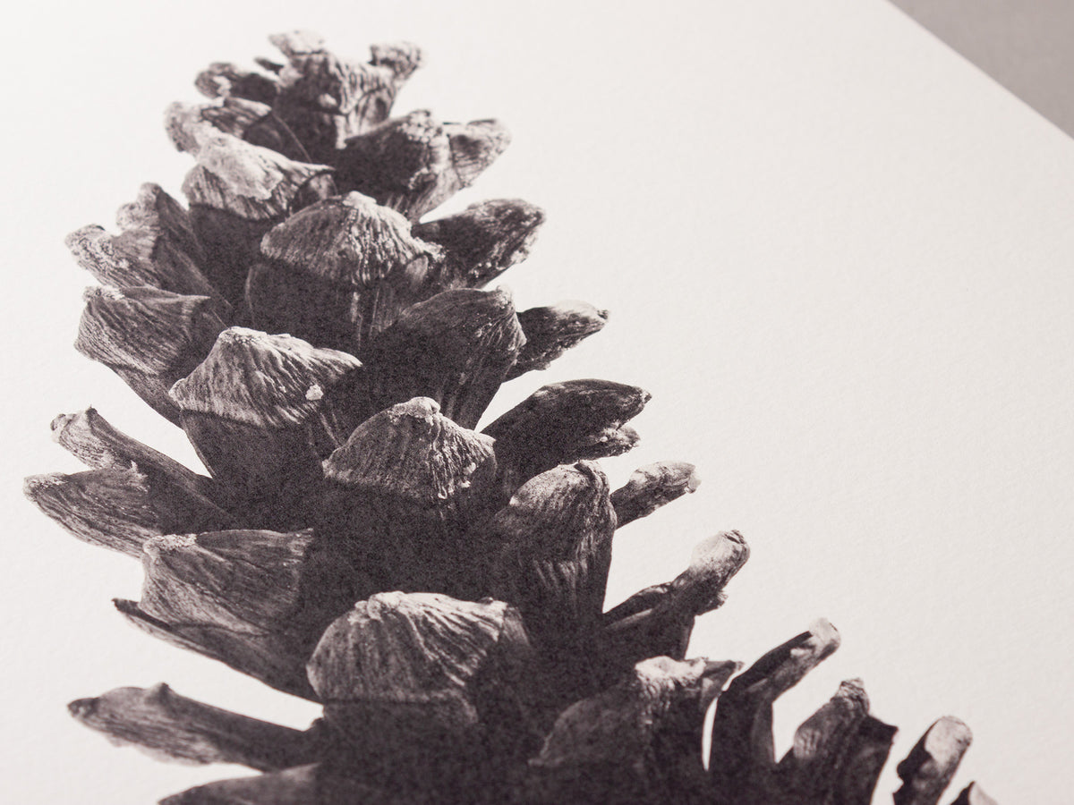 Long pine cone – FOUND 30 x 40cm Art Print