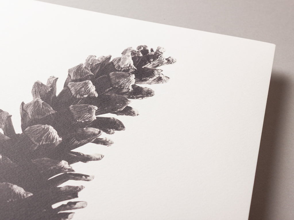 Long pine cone – FOUND 30 x 40cm Art Print