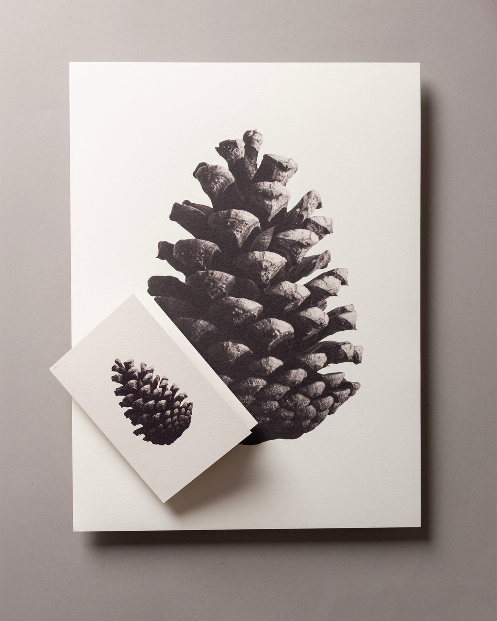 Pine cone – FOUND A6 Greeting Card