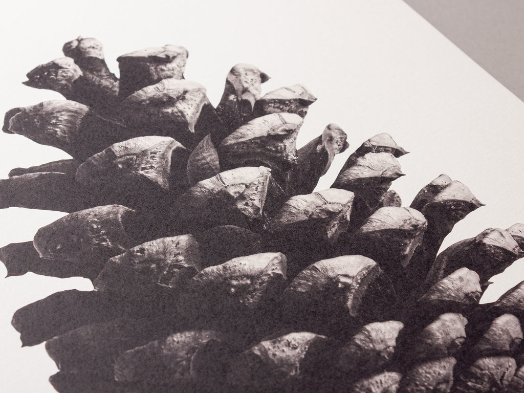 Pine cone – FOUND 30 x 40cm Art Print