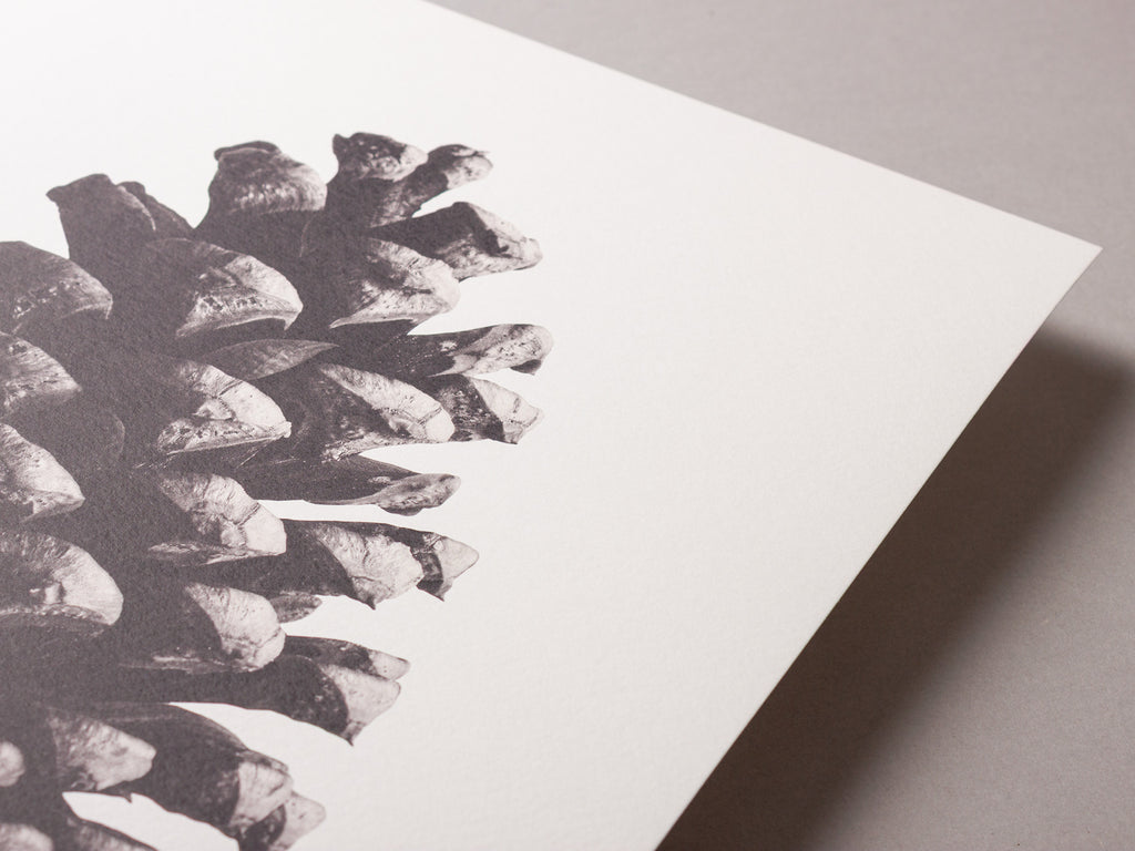 Pine cone – FOUND 30 x 40cm Art Print