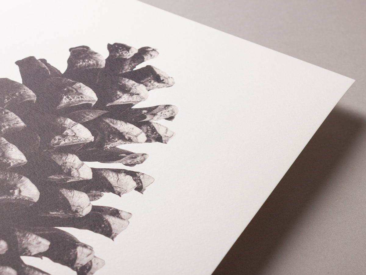Pine cone – FOUND 30 x 40cm Art Print
