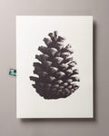 Pine cone – FOUND 30 x 40cm Art Print