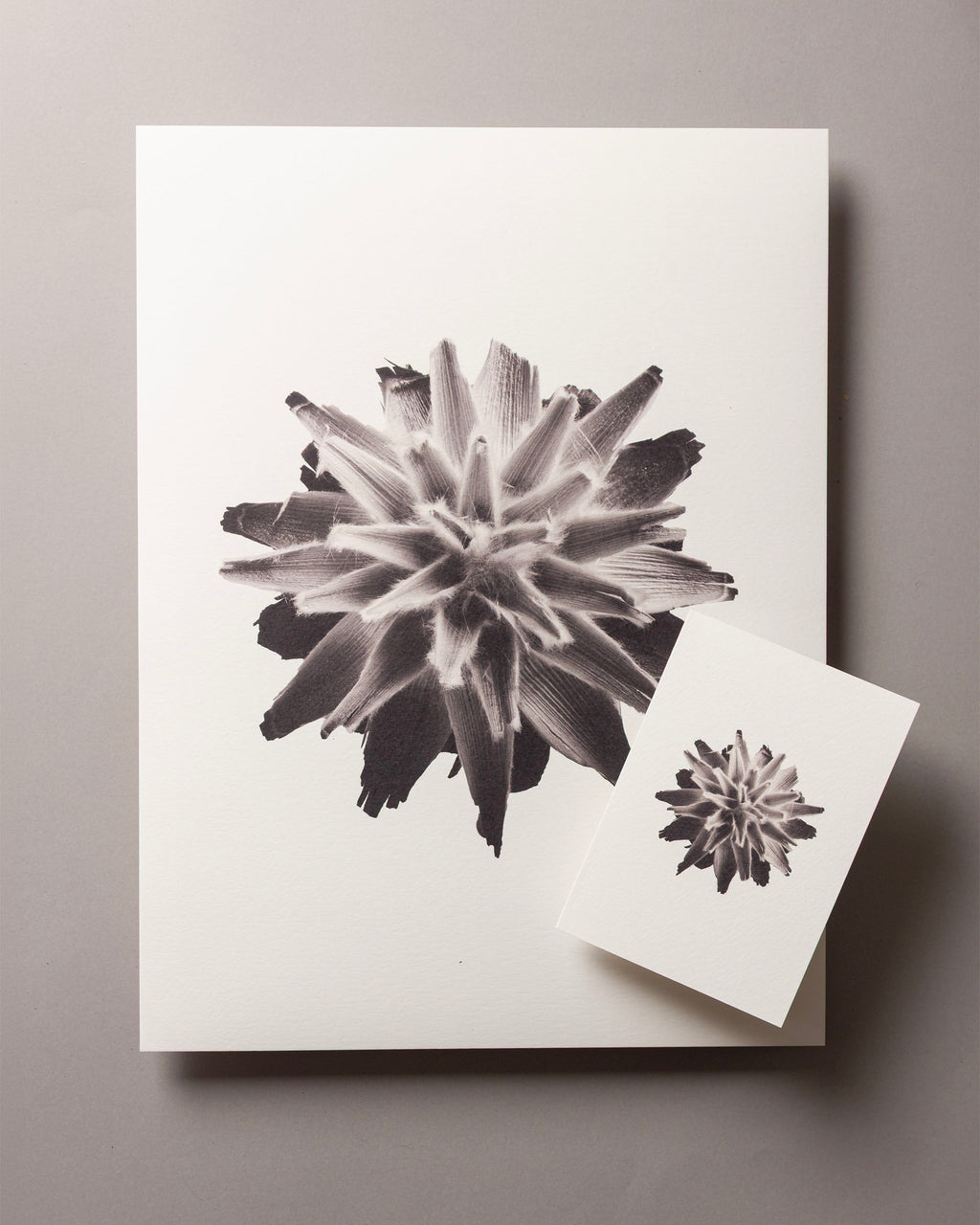 Plumosum – FOUND A6 Greeting Card