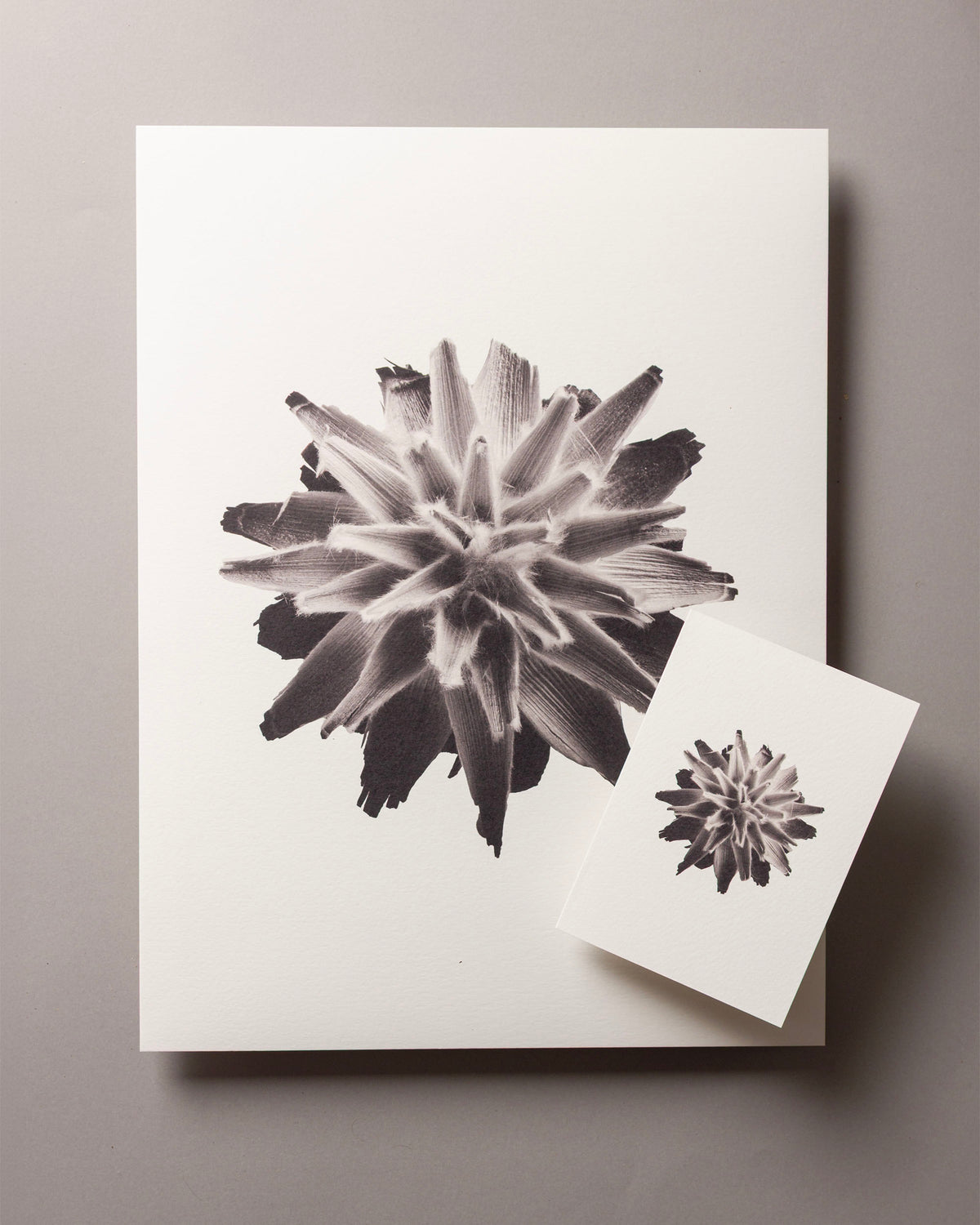 Plumosum – FOUND A6 Greeting Card