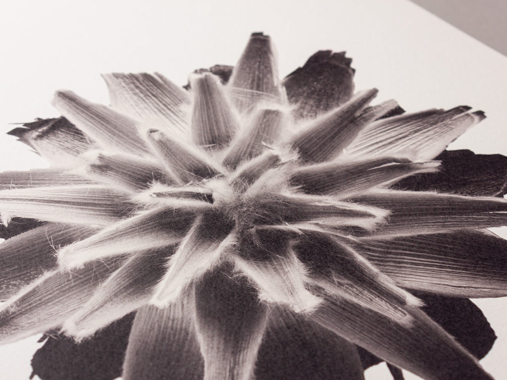 Plumosum – FOUND 30 x 40cm Art Print