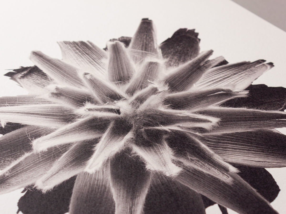 Plumosum – FOUND 30 x 40cm Art Print