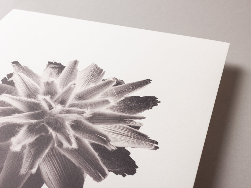 Plumosum – FOUND 30 x 40cm Art Print