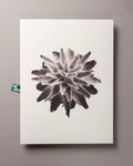 Plumosum – FOUND 30 x 40cm Art Print